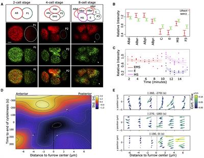 Wnt Signaling Induces Asymmetric Dynamics in the Actomyosin Cortex of the C. elegans Endomesodermal Precursor Cell